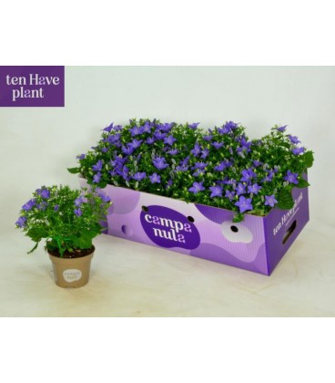 Campanule Napoli Ø11 h 17