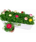 Renoncule sprink pot de 10.5 mix