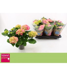 Hortensia Early rosa pot de 13
