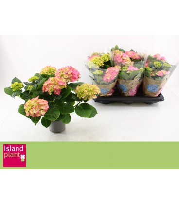 Hortensia early rosa pot de 13 H30