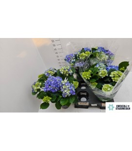 Hortensia Early blue Ø14