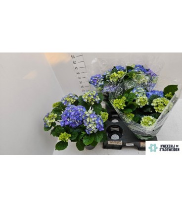 Hortensia Early blue Ø14