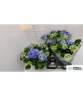 Hortensia Early blue Ø14
