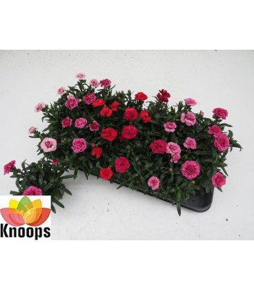 Oeillet pot 11 Rouge