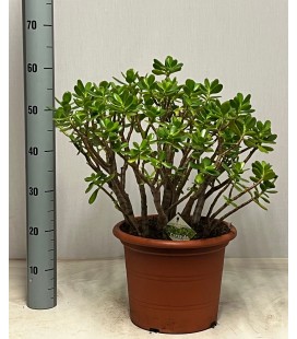 Crassula Ovata Pot de 30 h75Cm