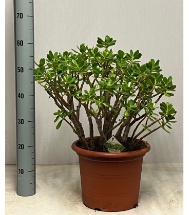 Crassula Ovata Pot de 30 h 60