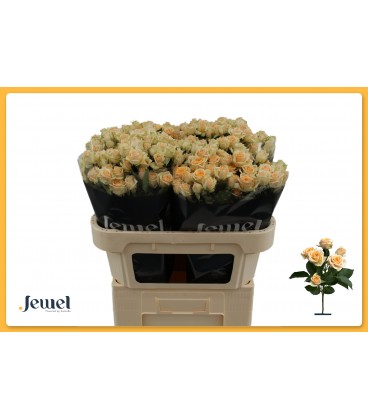 Rose Branchue Trinity 70 cm