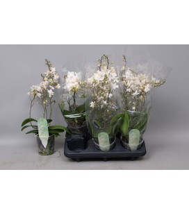 Phalaeno Mf Soft cloud Ø 12 H 50 bl