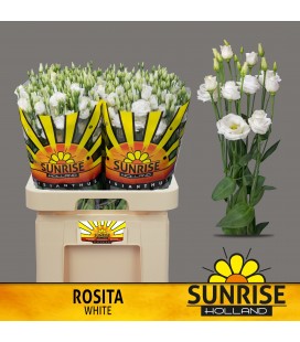 Lisianthus Rosita White 