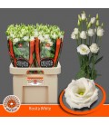 Lisianthus Rosita White 