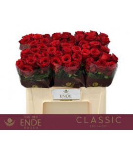 Rose Red Naomie 50 cm
