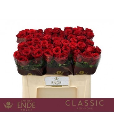 Rose Red Naomie 50 cm