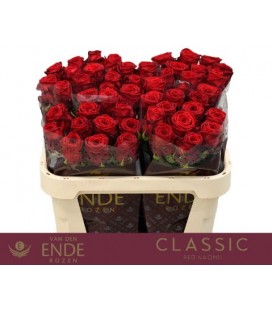 Rose Red Naomie 70 cm 