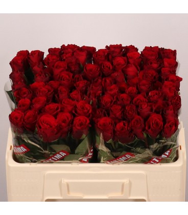 Rose Upper class 50 cm