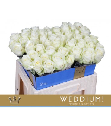 Rose Avalanche 55 cm