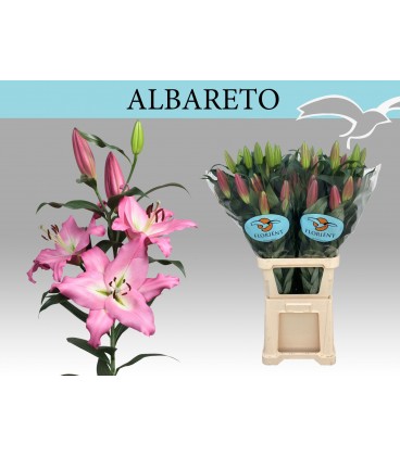 Lys Alberto 