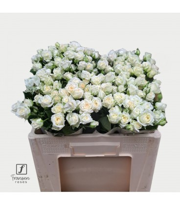 Rose Branchue Josephine 50 cm