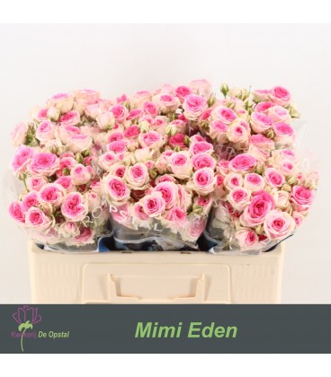 Rose Branchue Mini Eden 55 cm