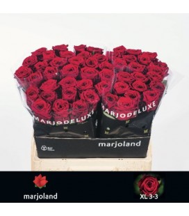 Rose Red Naomie 60 cm 