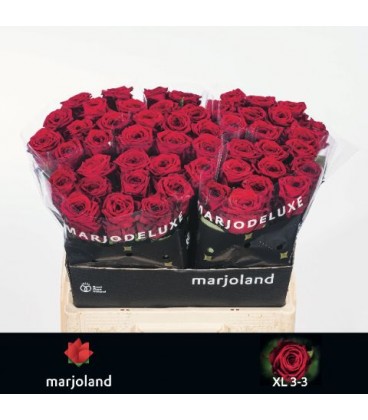 Rose Red Naomie 60 cm