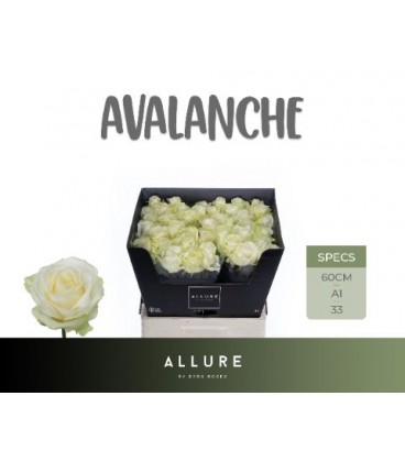 Rose Avalanche 60 cm 