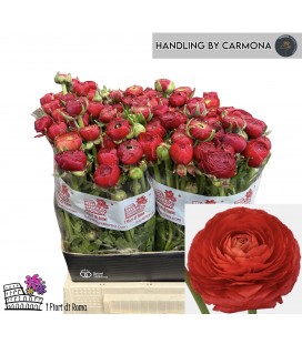 Renoncule Dolce Vita Red 45 cm