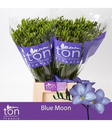 Freesia Blue Moon