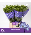 Freesia Blue Moon