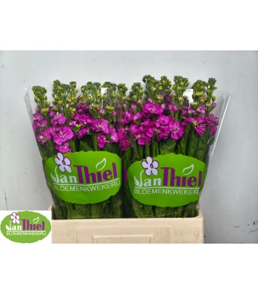 Giroflée Stox Deep rose 55 cm