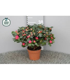 Azalée pot de 14 Otto 