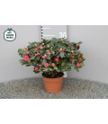 Azalée pot de 14 Otto 