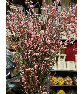 Genet Donker rose 65 cm