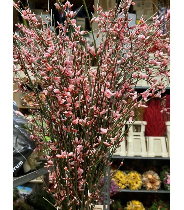 Genet Donker rose 65 cm