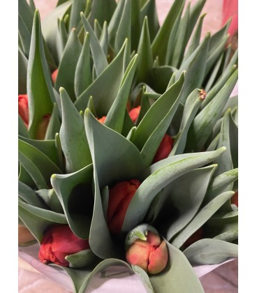 Tulipe Du coral sunset