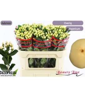 Hypericum Brisk Vanilla 70 cm