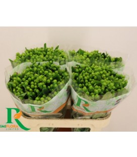 Hypericum Mag Mirage 70 cm