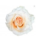 Rose Equat Fancy Dreams 50 cm x 25