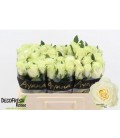 Rose Mondial 50 cm x 10