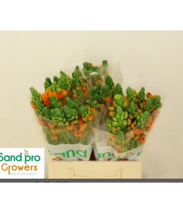 Ornithogalum DB Sunray 45 cm