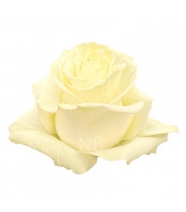 Rose Equateur  Mondial 50 cm x 25