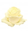 Rose Equateur  Mondial 50 cm x 25