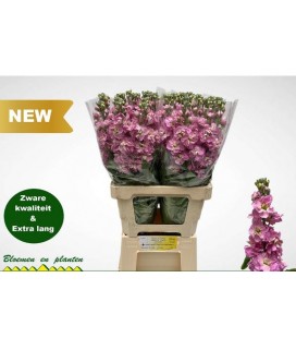 Giroflée Milla pink 70 cm