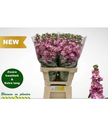 Giroflée Milla pink 65 cm
