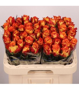 Rose Silantoi 60 cm x 10