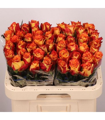 Rose Silantoi 60 cm x 10