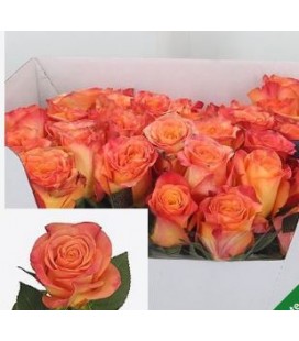 Rose New Horizon 70 cm