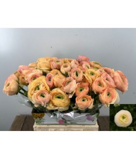 Renoncule Grand Pastel 