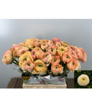 Renoncule Grand Pastel 40 cm