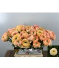 Renoncule Grand Pastel 