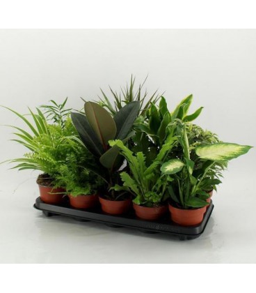 Plantes vert mix Ø 12